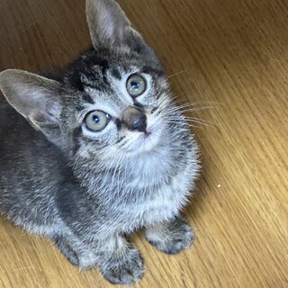 サバ寅子猫1.8ヶ月ぐらい