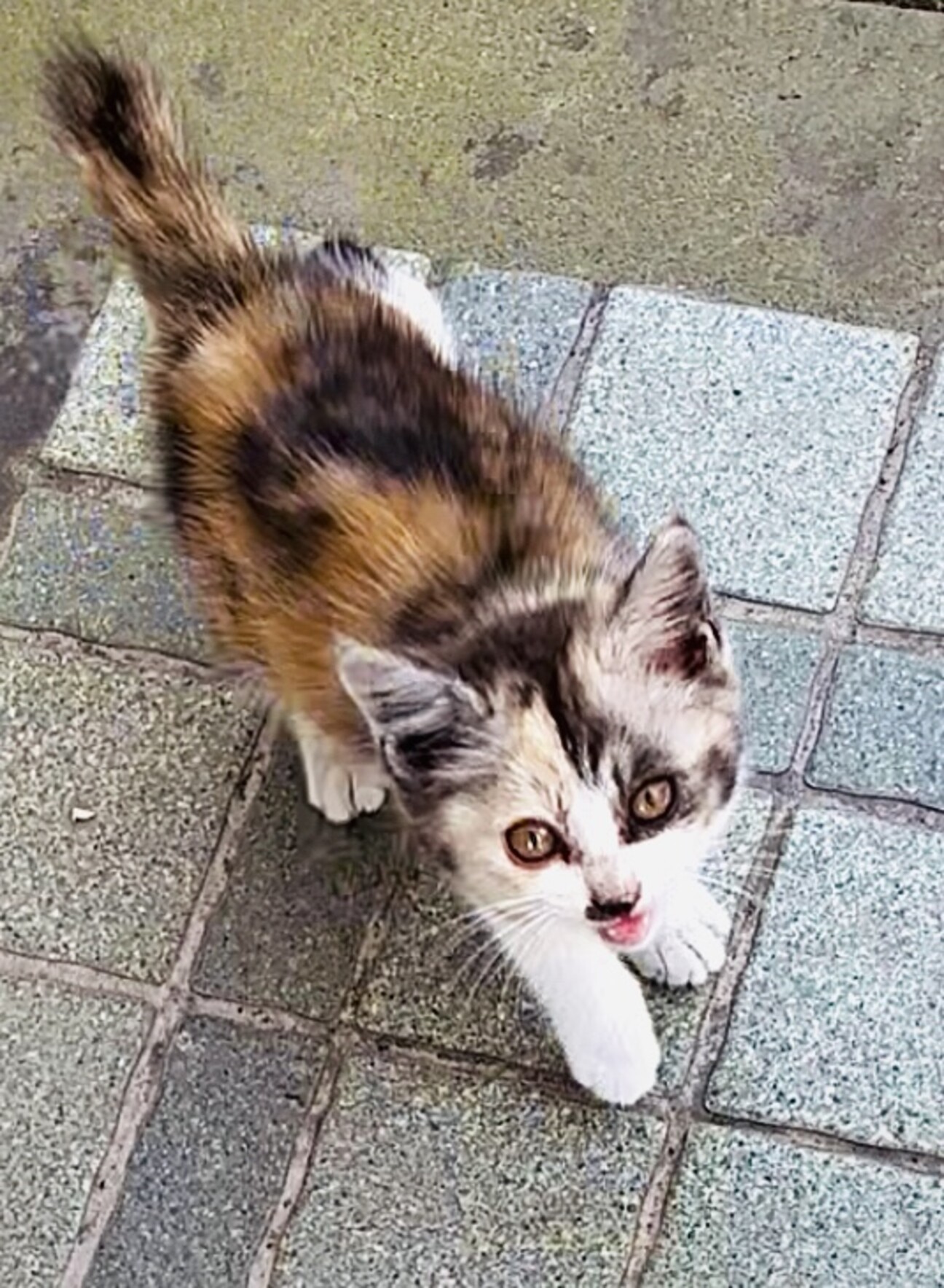 三毛猫ページ 楽天市場】どこでもベッド サークル 三毛猫柄 猫耳付き (35336