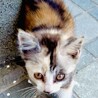 三毛の子猫　推定2〜3ヶ月くらいの女の子 サムネイル2