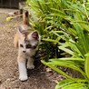 三毛の子猫　推定2〜3ヶ月くらいの女の子 サムネイル3