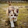 三毛の子猫　推定2〜3ヶ月くらいの女の子 サムネイル4