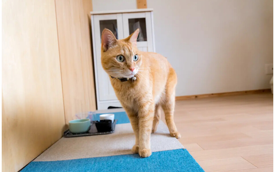 「とても甘えんぼうな茶猫【...」北海道 - 猫の里親募集(517302) 2枚目の画像 :: ペットのおうち【里親決定25万頭!】
