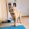 とても甘えんぼうな茶猫【ちゃぺ】 サムネイル2