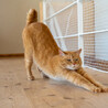とても甘えんぼうな茶猫【ちゃぺ】 サムネイル3