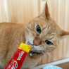 とても甘えんぼうな茶猫【ちゃぺ】 サムネイル4