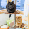 とても甘えんぼうな茶猫【ちゃぺ】 サムネイル5