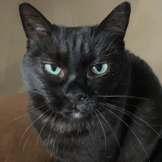 誰でもべったりな黒猫