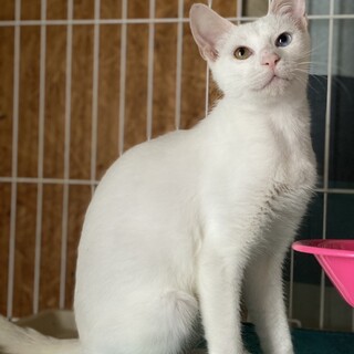 甘えん坊な白猫