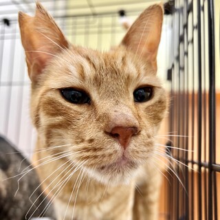 おっとりな「でこぽんくん」