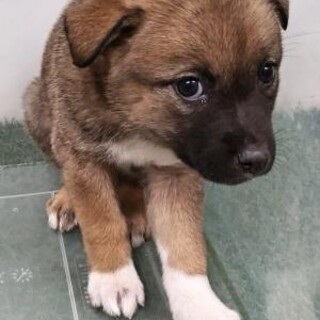 緊急！生後1ケ月の可愛い子犬　6月17日迄
