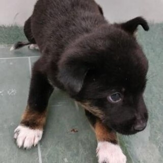 緊急！生後1ケ月の可愛い子犬　6月17日迄