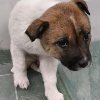 緊急！生後1ケ月の可愛い子犬　6月17日迄