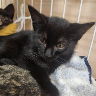 2ヶ月　元気いっぱい　黒猫　ピット君