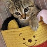 2ヶ月　元気いっぱい　キジ猫　トム君 サムネイル4