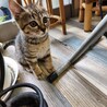 2ヶ月　元気いっぱい　キジ猫　トム君 サムネイル5