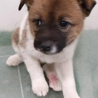 緊急！生後1ケ月の可愛い子犬　6月17日迄