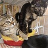 2ヶ月　元気いっぱい　サビ猫　サビちゃん サムネイル3