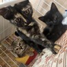 2ヶ月　元気いっぱい　サビ猫　サビちゃん サムネイル2