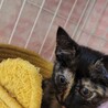 2ヶ月　元気いっぱい　サビ猫　サビちゃん サムネイル4