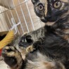 2ヶ月　元気いっぱい　サビ猫　サビちゃん サムネイル5