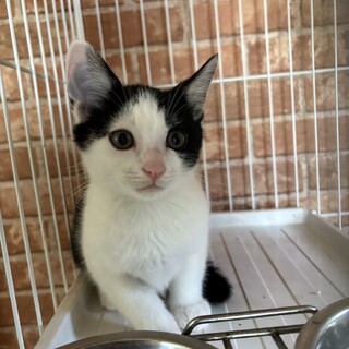 元気いっぱい！甘えん坊の富士夫くん