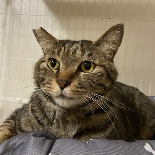 スーパー甘えん坊の構ってちゃん