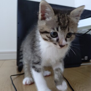キジシロ子猫