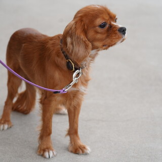 キャバリア1歳の男の子