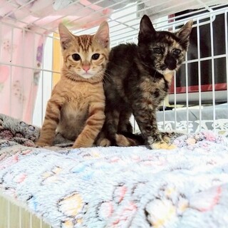 キュートなサビ子猫