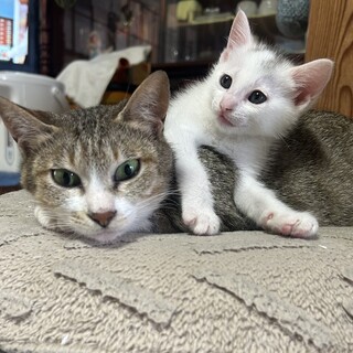 子育て中の母猫⭐︎キジトラちゃん
