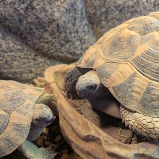 ヒガシヘルマンリクガメペア　大事にしてくださる方