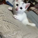 元気いっぱいの子猫⭐︎白ねこくん