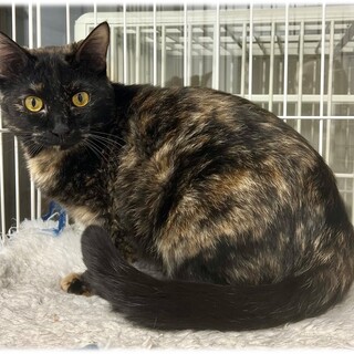 本当は人に興味津々な「カヌレちゃん」