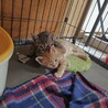 前太郎：兄弟ねこ。２匹一緒に引き取ってくださる方へ サムネイル2