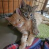 前太郎：兄弟ねこ。２匹一緒に引き取ってくださる方へ サムネイル3