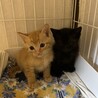 仔猫（茶トラと黒）の里親を募集しています サムネイル2