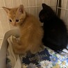 仔猫（茶トラと黒）の里親を募集しています サムネイル3
