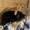 仔猫（茶トラと黒）の里親を募集しています サムネイル4
