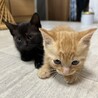 仔猫（茶トラと黒）の里親を募集しています サムネイル6