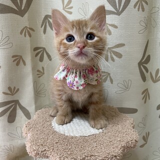 おっとり甘えん坊♡のんちゃん2ヶ月 4兄妹