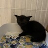 仔猫（茶トラと黒）の里親を募集しています サムネイル5