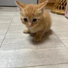 仔猫（茶トラと黒）の里親を募集しています サムネイル7