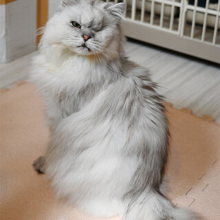 多頭飼育崩壊からの保護猫チンチラシルバー8歳くらい