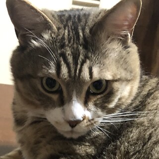 里親募集中