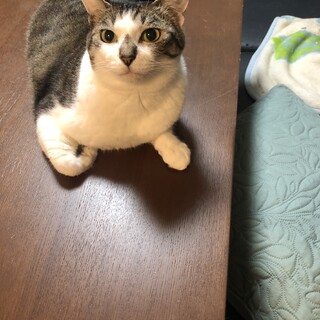 里親募集中