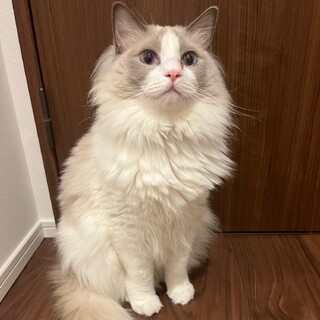 3歳のぬいぐるみのようなふわふわ猫ちゃん