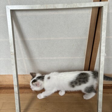 ももの写真