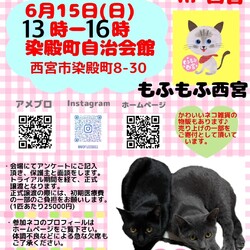 もふもふ西宮　ほごねこの幸せ譲渡会 サムネイル1