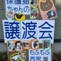 もふもふ西宮　ほごねこの幸せ譲渡会 サムネイル2