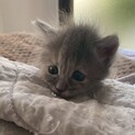 脳に障害のある子猫の天花ちゃん